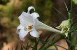 Easter lily